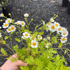 Golden Feverfew