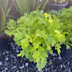 Golden Feverfew