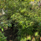 Golden Goddess Bamboo