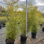 Golden Goddess Bamboo