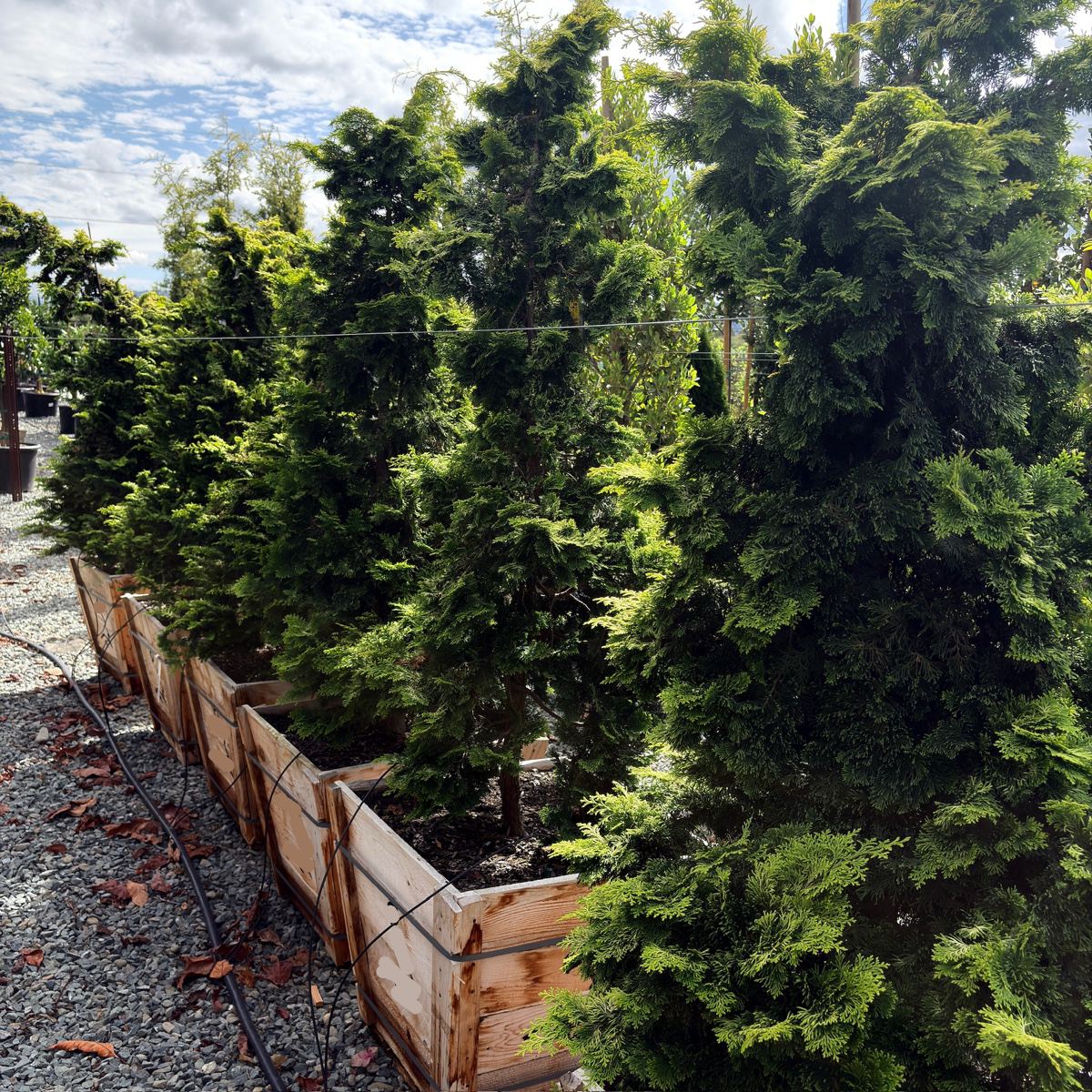 Golden Hinoki Cypress