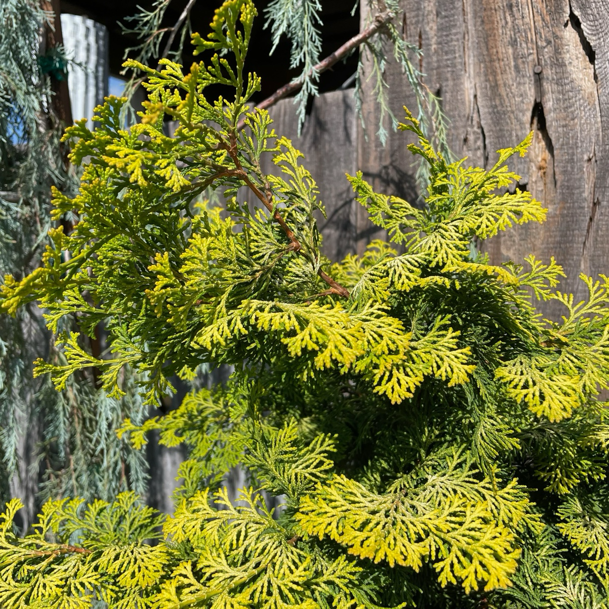 Golden Hinoki Cypress