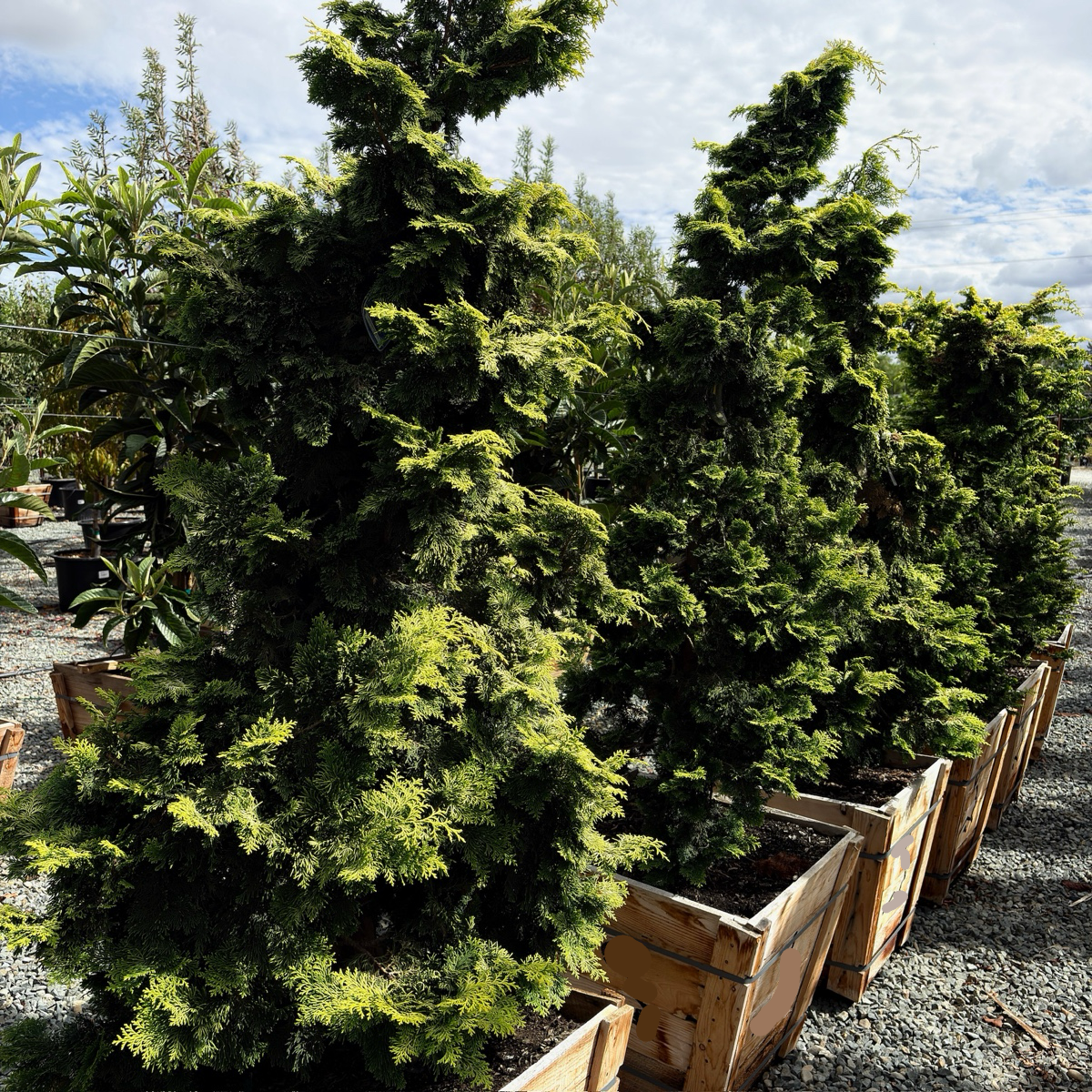 Golden Hinoki Cypress