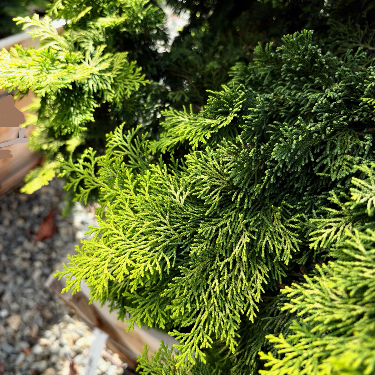 Golden Hinoki Cypress
