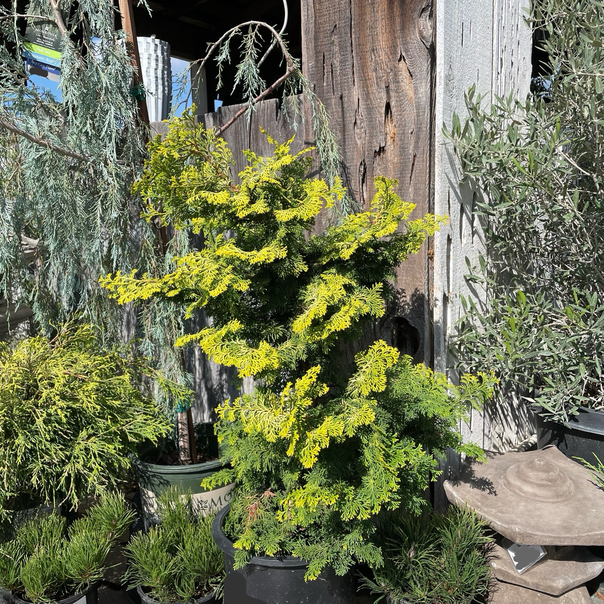 Golden Hinoki Cypress