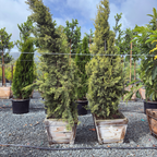Golden Italian Cypress