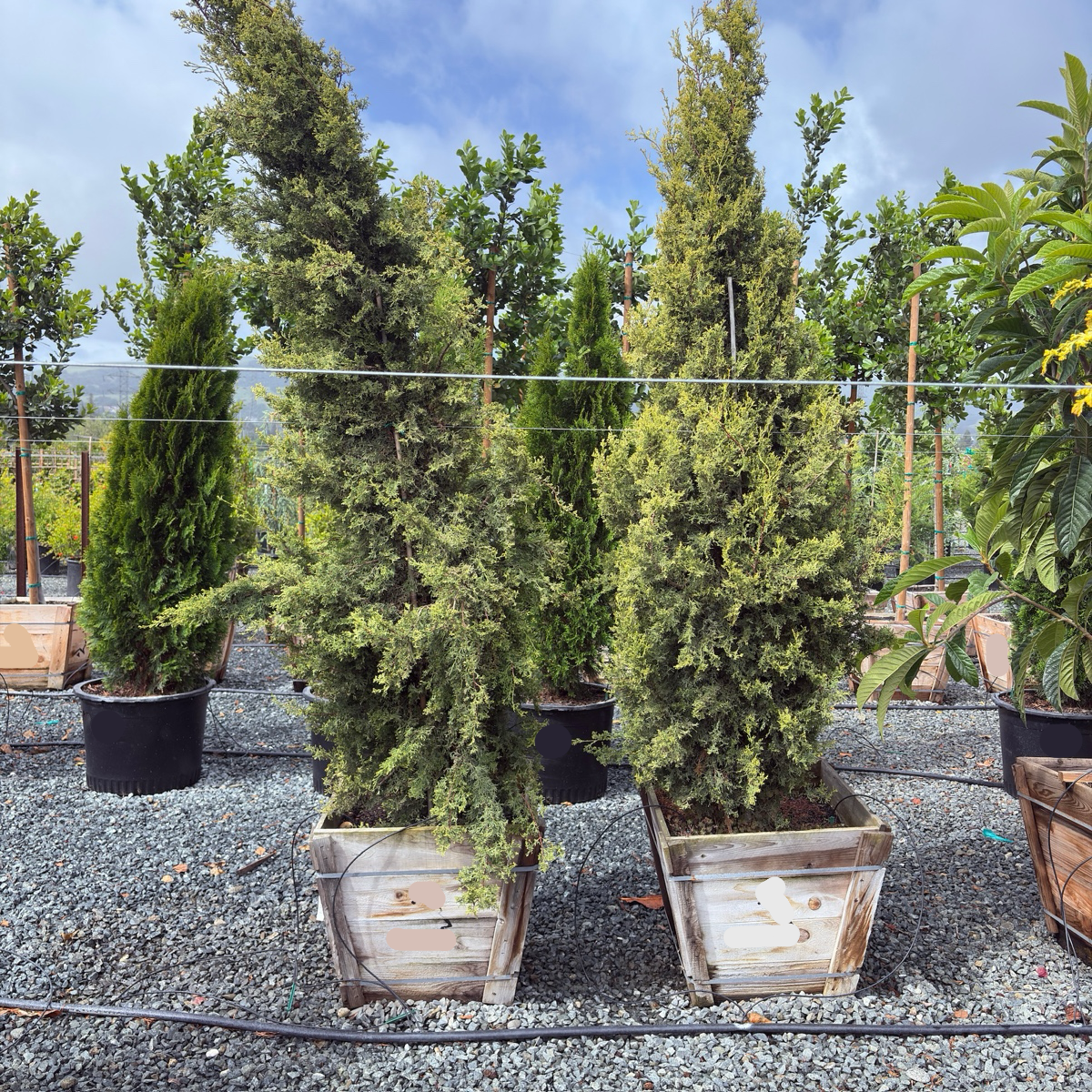 Golden Italian Cypress