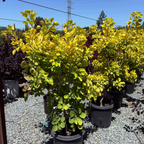 Golden Spirit Smoke Bush