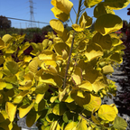 Golden Spirit Smoke Bush