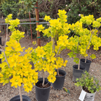 Golden Spirit Smoke Bush