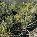 Golden Sword Needle Palm