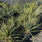 Golden Sword Needle Palm