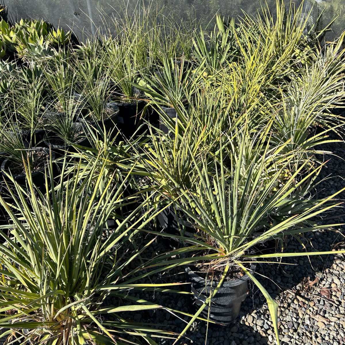 Golden Sword Needle Palm