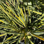 Golden Sword Needle Palm