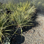 Golden Sword Needle Palm