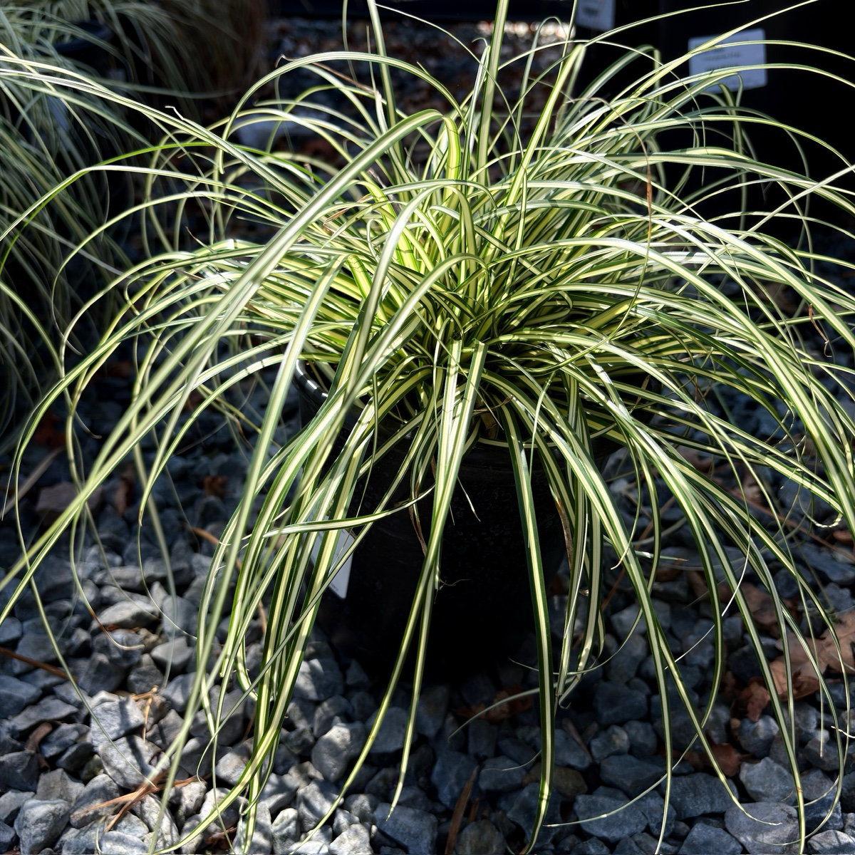 Golden Variegated Japanese Sedge on a bed of small rocks