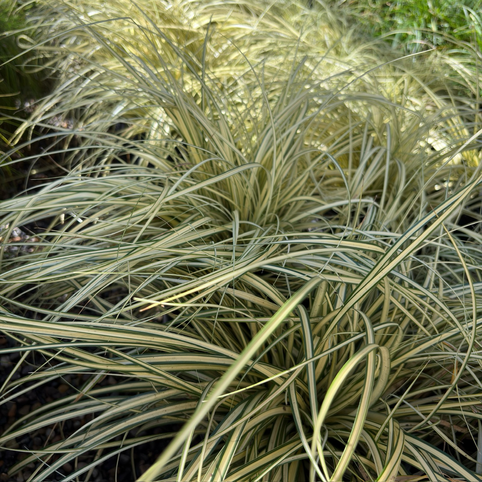 Close-up of Golden Variegated Japanese Sedge with long, thin leaves in a natural setting