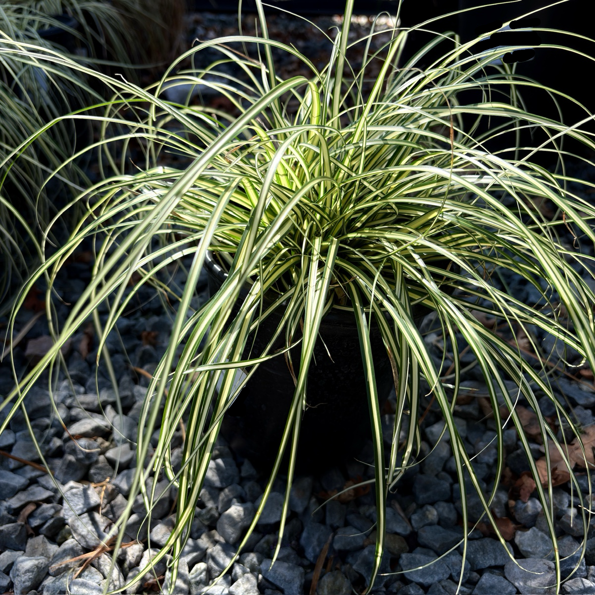 Golden Variegated Japanese Sedge on a bed of small rocks