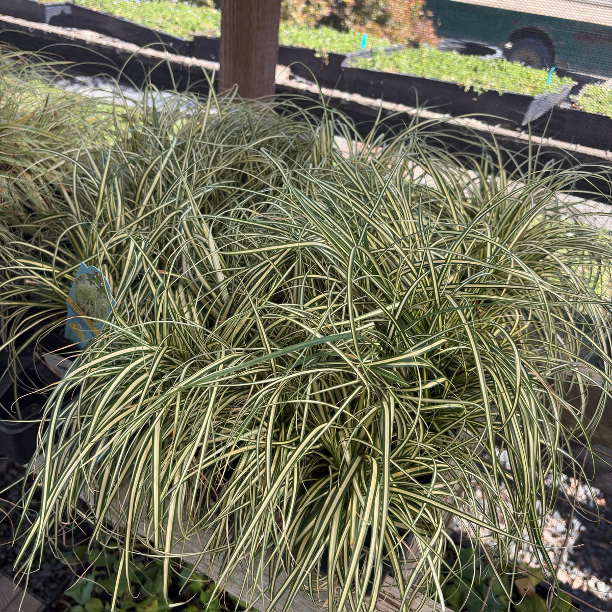 Golden Variegated Japanese Sedge