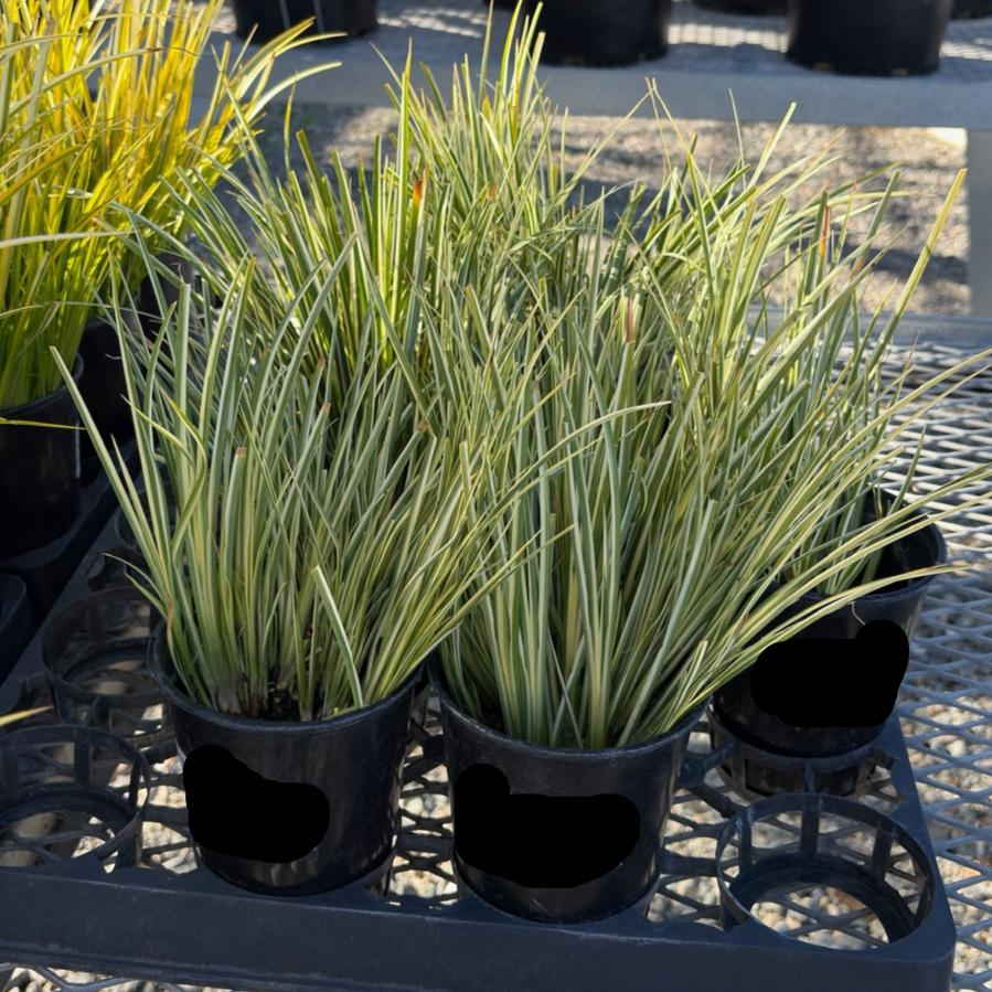 Potted Golden Variegated Sweet Flag (Acorus gramineus 'Ogon') with long green leaves on a metal pallet.