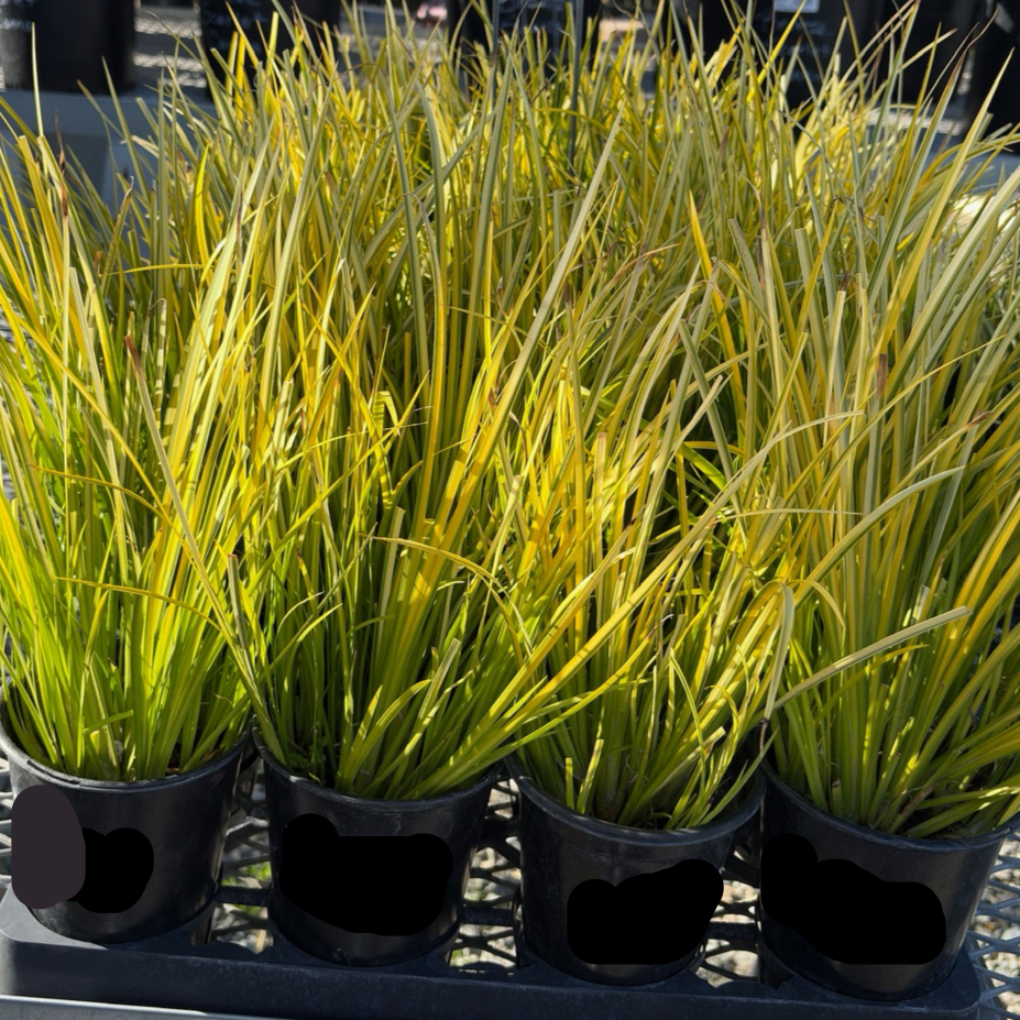 Four Potted Golden Variegated Sweet Flag (Acorus gramineus 'Ogon') with long green leaves on a metal pallet. with yellow-green foliage on a tray.