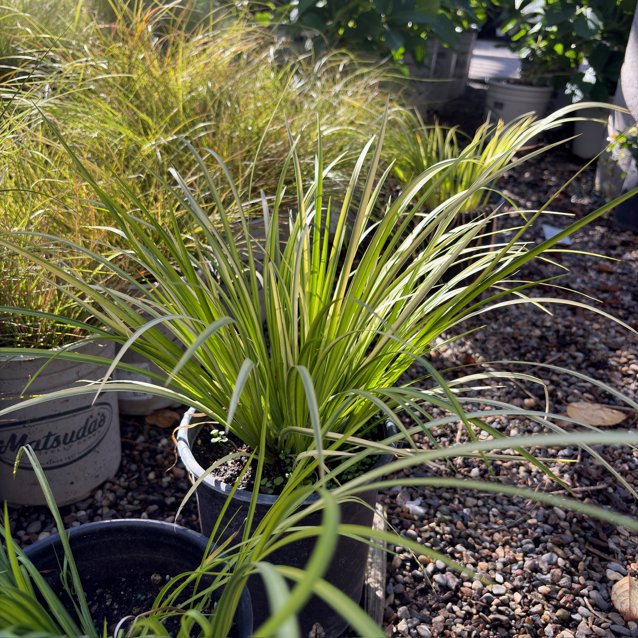 Potted Golden Variegated Sweet Flag (Acorus gramineus 'Ogon') with long green leaves on a gravel surface