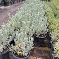Goodwin Creek Gray Lavender