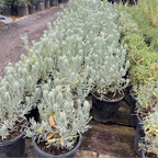 Goodwin Creek Gray Lavender