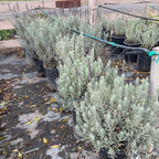 Goodwin Creek Gray Lavender