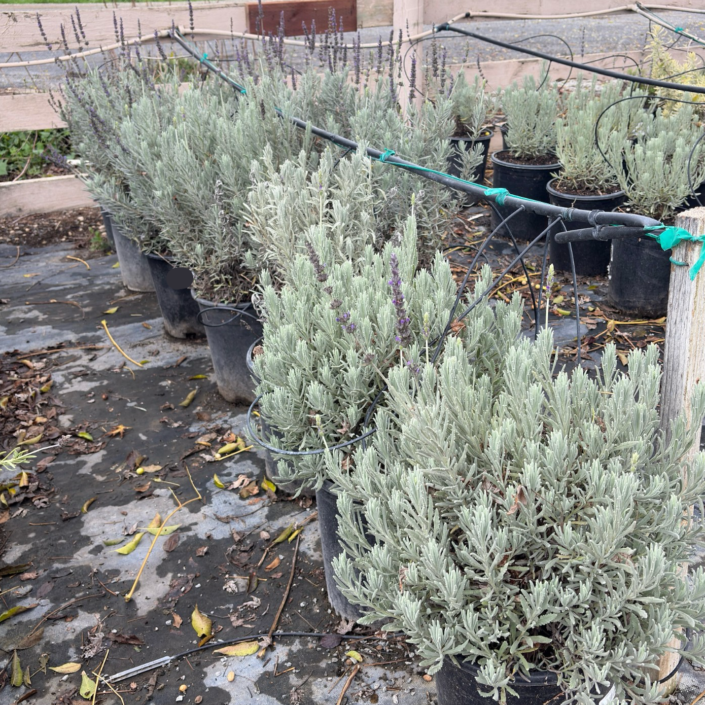 Goodwin Creek Gray Lavender