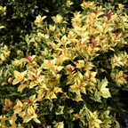Goshiki False Holly