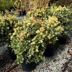 Goshiki False Holly