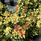 Goshiki False Holly