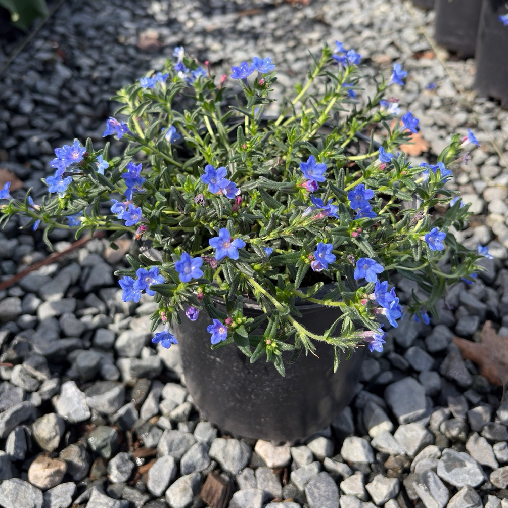 Grace Ward Lithodora