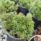 Grace Ward Lithodora