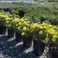 Grand Yellow Marguerite Daisy