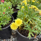 Grand Yellow Marguerite Daisy