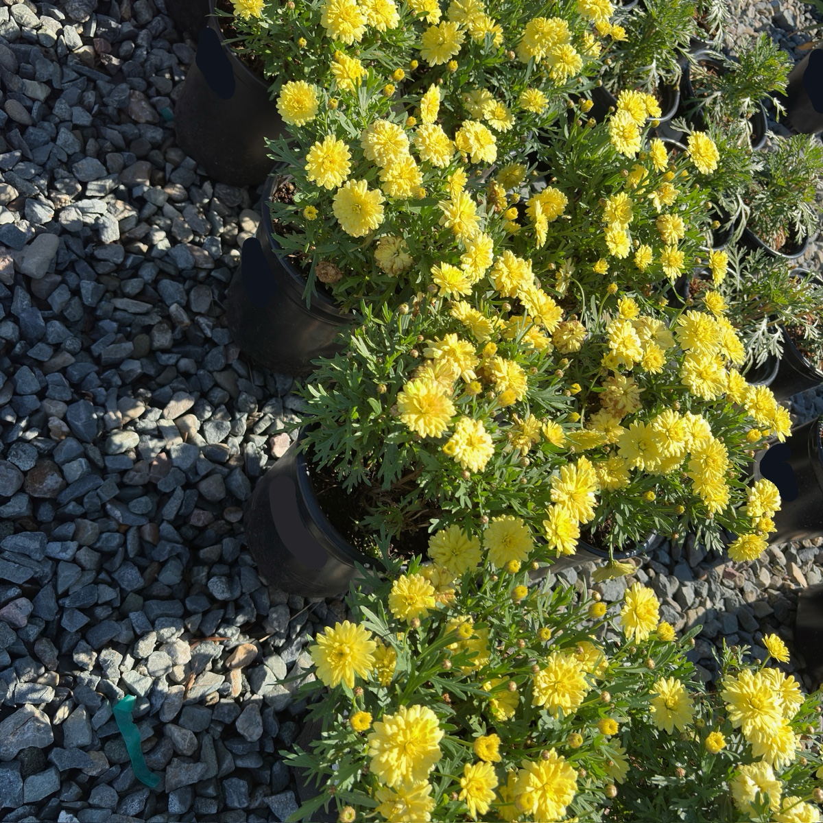 Grand Yellow Marguerite Daisy