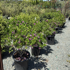 Grandiflora Sweet Pea Shrub