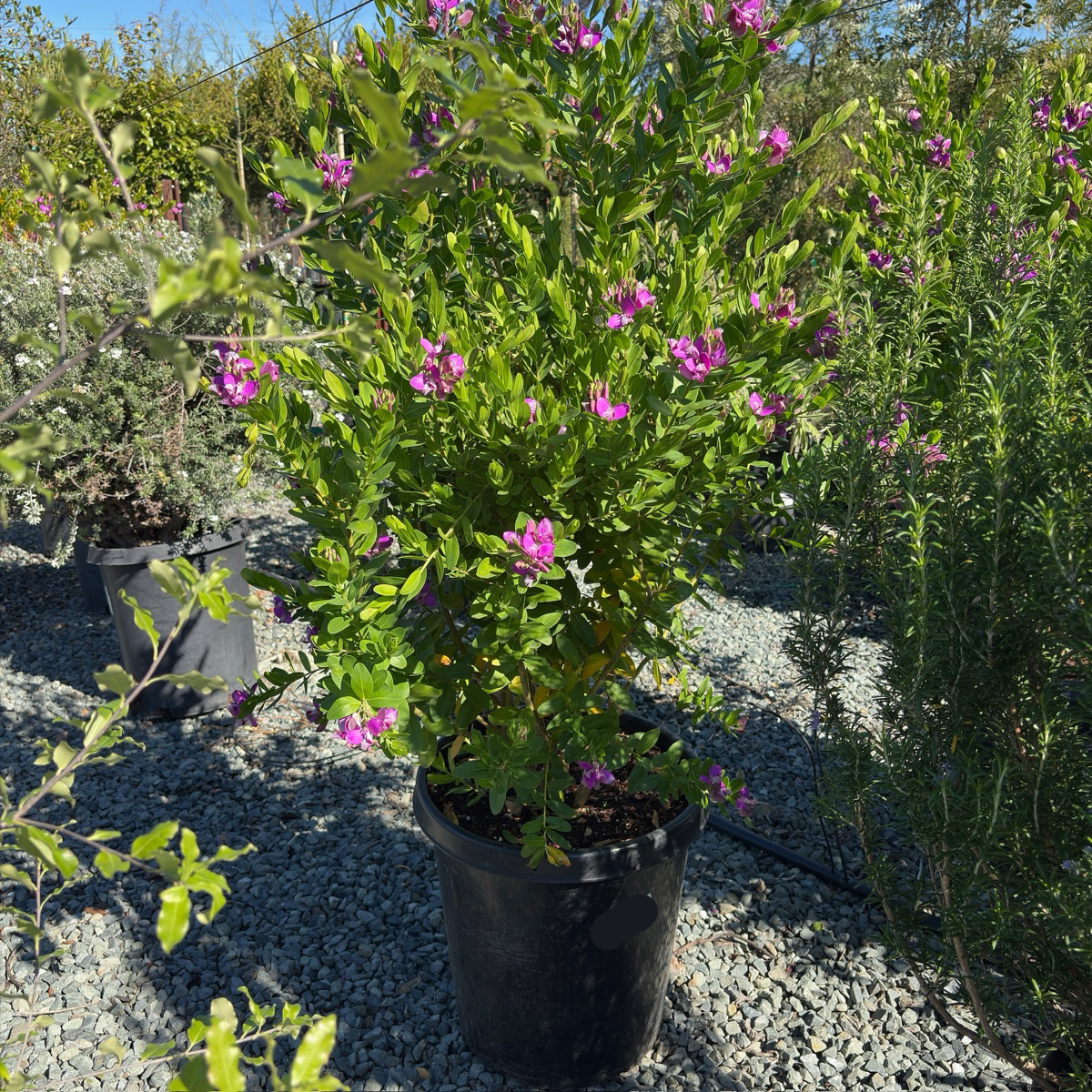 Grandiflora Sweet Pea Shrub