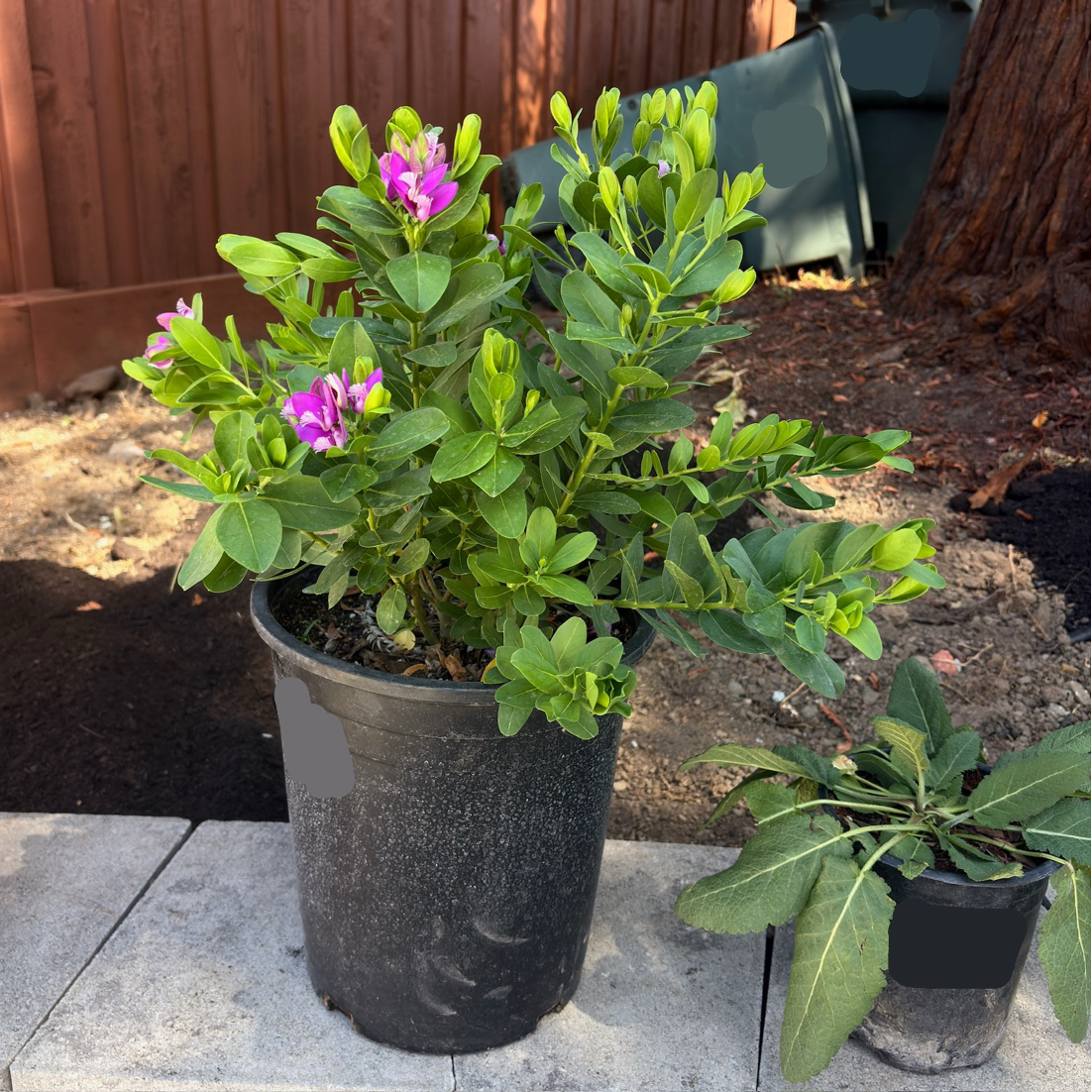 Grandiflora Sweet Pea Shrub