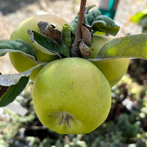 澳洲青苹果树｜果实偏酸清爽、用途明确的苹果树– Victory Nursery