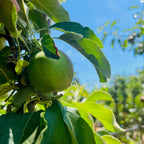 Granny Smith Apple