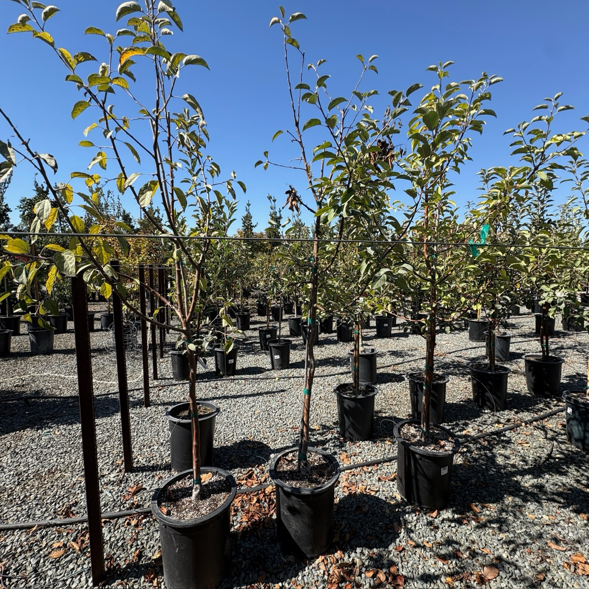 Gravenstein Apple Tree