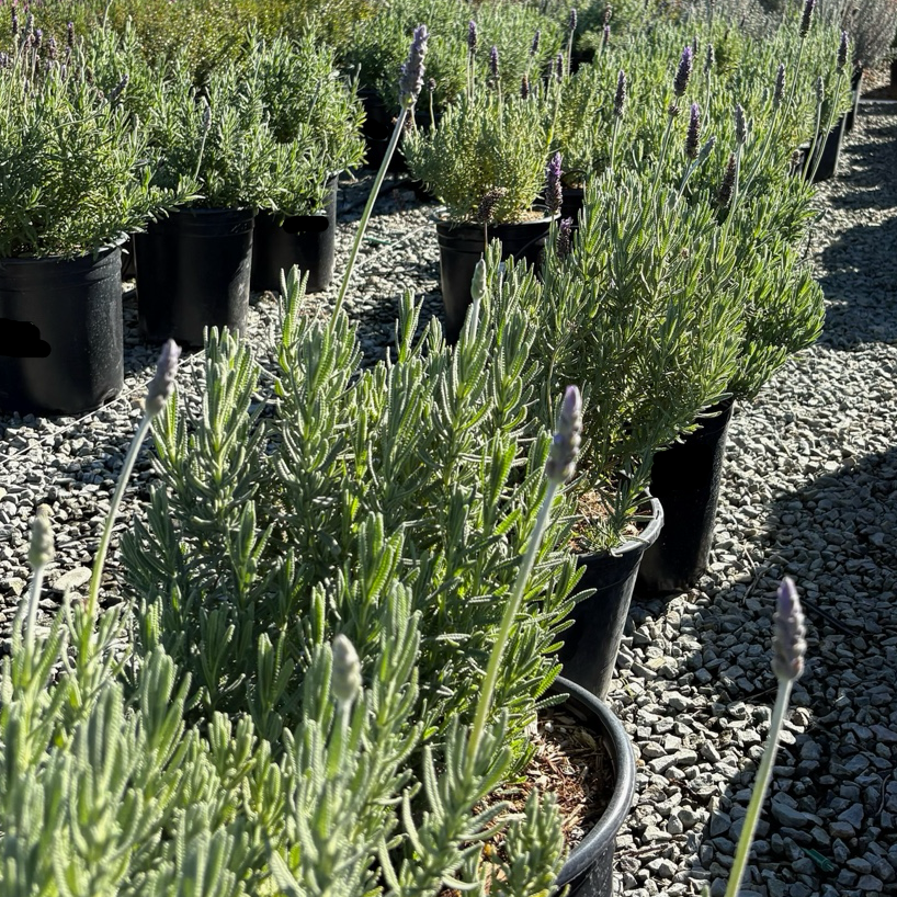Row of potted Gray French Lavender plants in a garden setting with trees in the background
