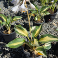 Great Expectation Plantam Lily