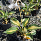Great Expectation Plantam Lily