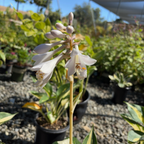 Great Expectation Plantam Lily