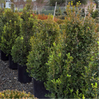 Row of potted Green Beauty Boxwood in a garden center with a cloudy sky.