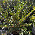 Green Beauty Boxwood with small leaves in a garden setting